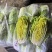 黄心白菜，优质白菜诚信经营，客户至上！欢迎客商前来采购！