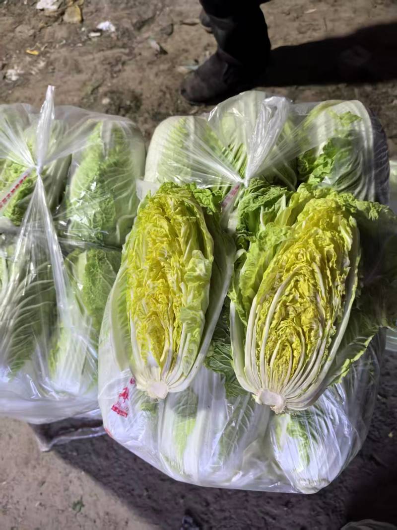 黄心白菜，优质白菜诚信经营，客户至上！欢迎客商前来采购！