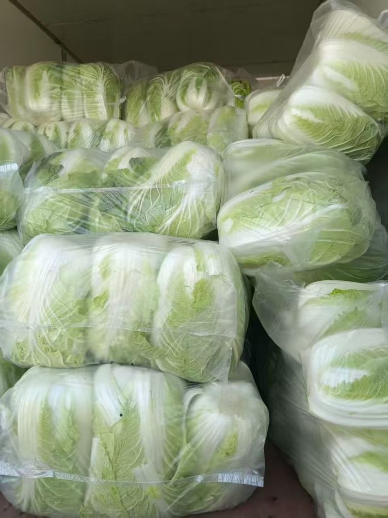 黄心白菜，优质白菜诚信经营，客户至上！欢迎客商前来采购！