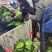 甘蓝【圆包菜】支持视频看货，可发往全国市场！