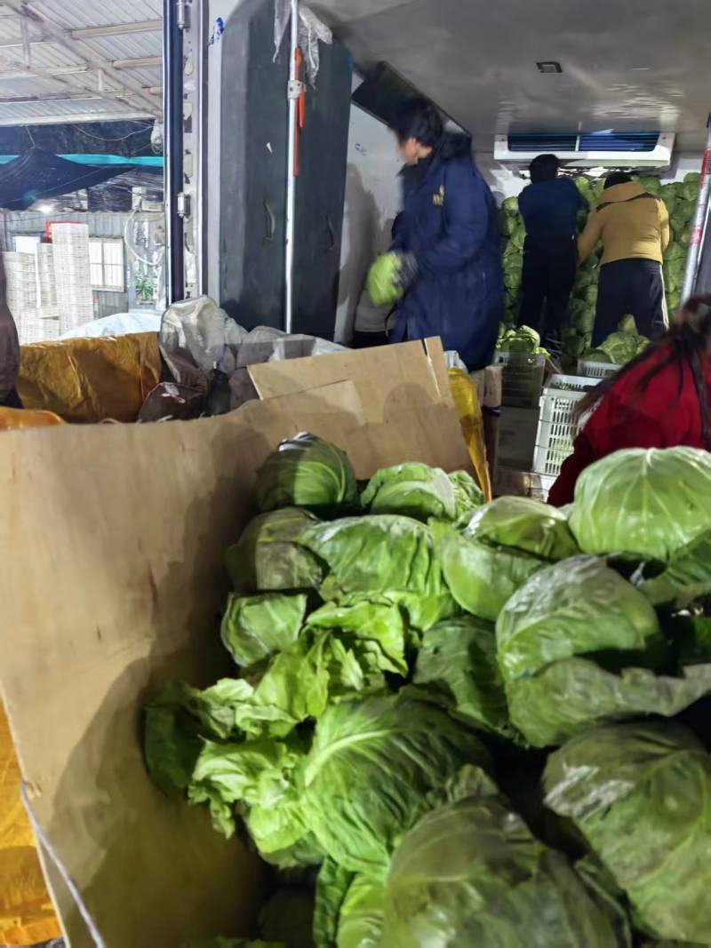 甘蓝【圆包菜】支持视频看货，可发往全国市场！