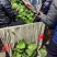 甘蓝【圆包菜】支持视频看货，可发往全国市场！