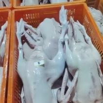 白条鹅批发常年稳定供货养殖场直发可按需配货欢迎咨询