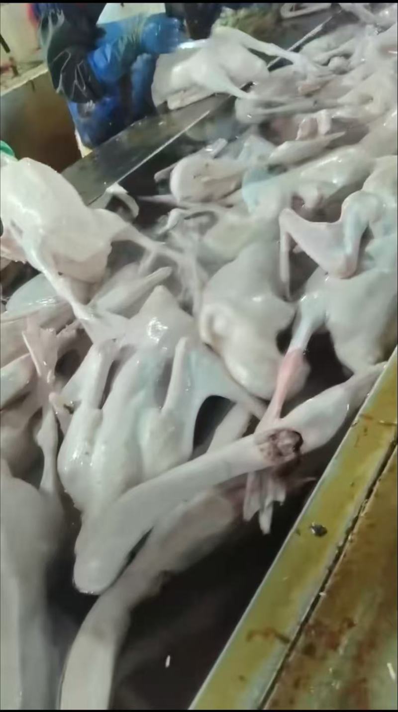 白条鹅批发常年稳定供货养殖场直发可按需配货欢迎咨询