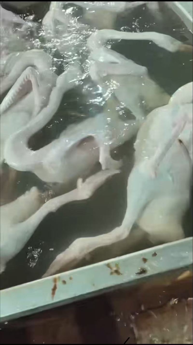 白条鹅批发常年稳定供货养殖场直发可按需配货欢迎咨询