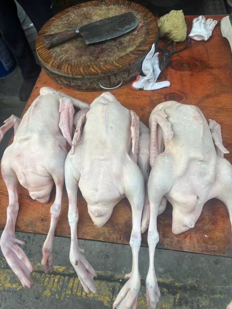 白条鹅批发常年稳定供货养殖场直发可按需配货欢迎咨询