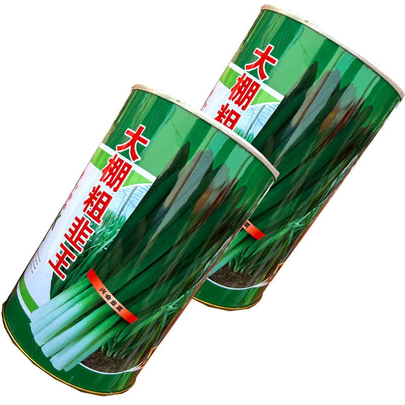 大棚粗韭王韭菜种子四季不休眠大宽叶直立抗病抗寒耐热基地用