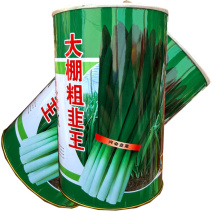 大棚粗韭王韭菜种子四季不休眠大宽叶直立抗病抗寒耐热基地用