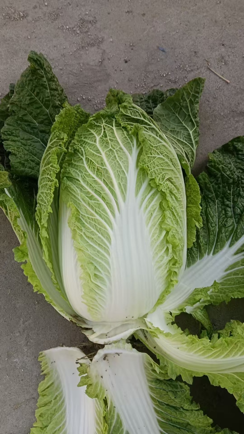 3-5斤黄心大白菜，翠绿清秀品相优良，货源充足，欢迎订购