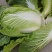 【热卖中】湖北优质黄心大白菜无虫无病无烧心量大从优批发