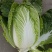【热卖中】湖北优质黄心大白菜无虫无病无烧心量大从优批发