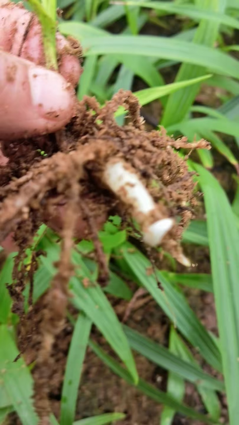 紫花中宽叶大白芨苗产地直发