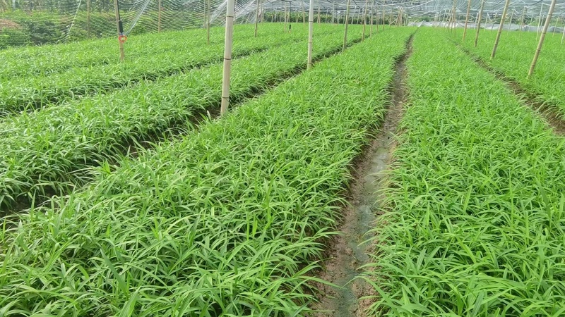 紫花中宽叶大白芨苗产地直发