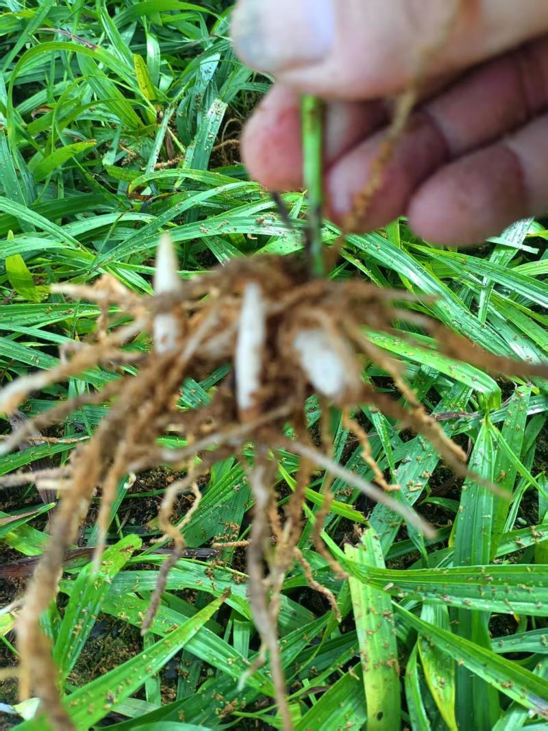 紫花中宽叶大白芨苗产地直发
