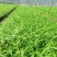 紫花中宽叶大白芨苗产地直发