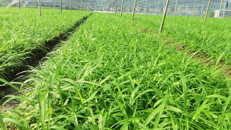 紫花中宽叶大白芨苗产地直发