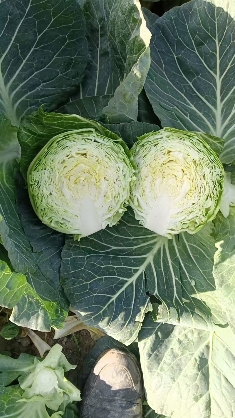 精品圆甘蓝，颜色翠绿，包装美观，价格优美，货源充足！