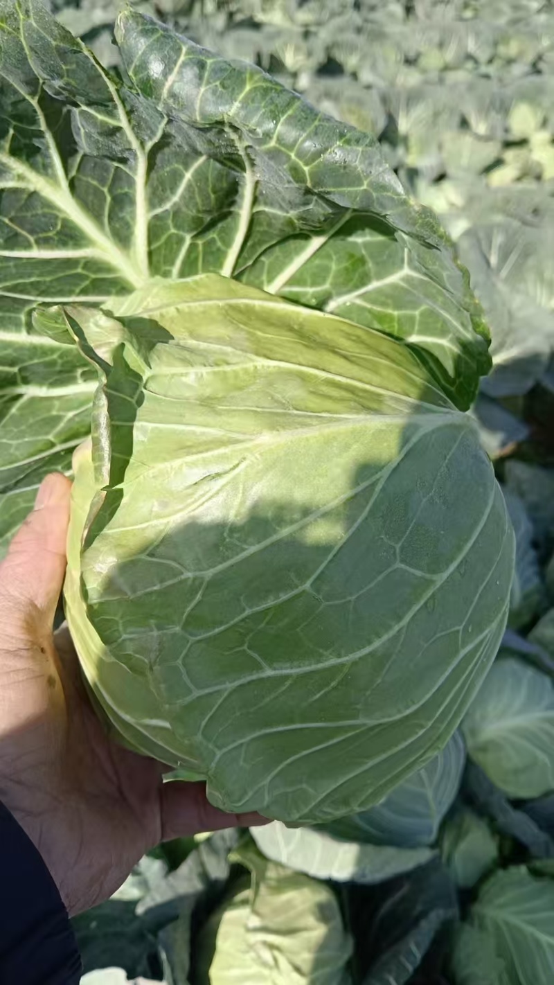 精品圆甘蓝，颜色翠绿，包装美观，价格优美，货源充足！
