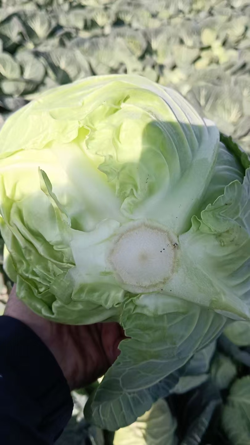 精品圆甘蓝，颜色翠绿，包装美观，价格优美，货源充足！