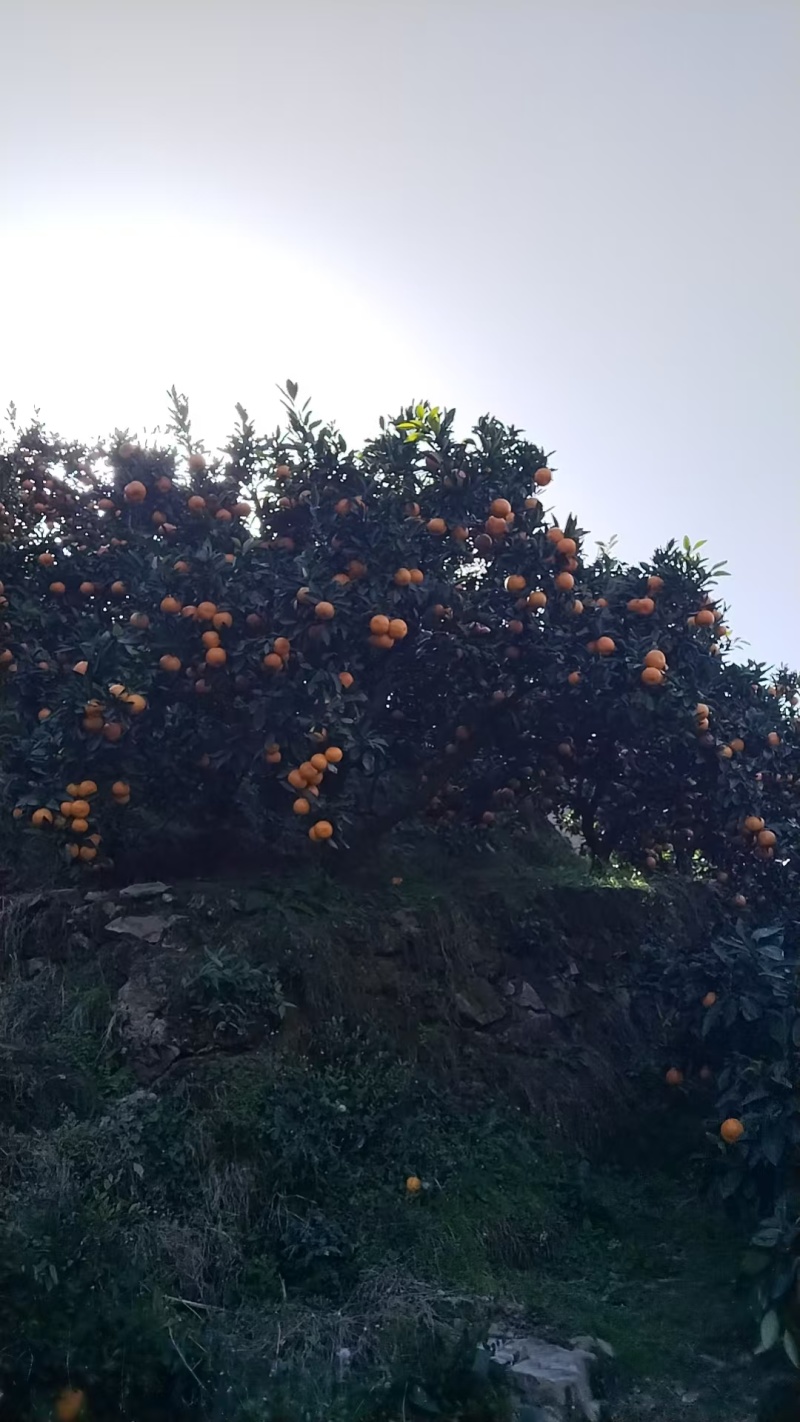 浙江涌泉高山蜜桔自家果园现摘现发对接商超批发价格可谈