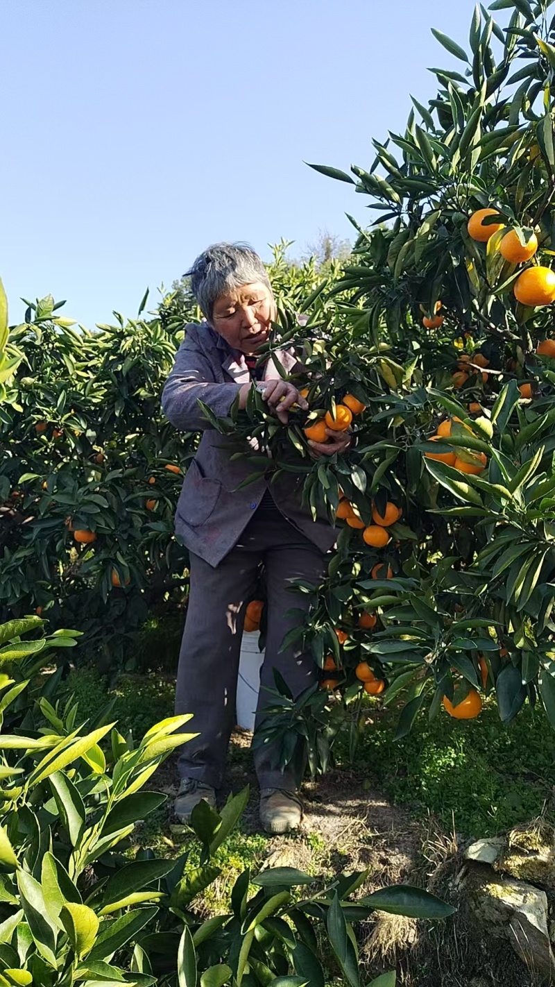 浙江涌泉高山蜜桔自家果园现摘现发对接商超批发价格可谈