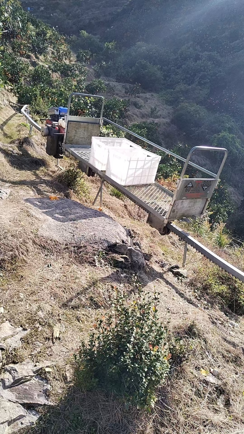 浙江涌泉高山蜜桔自家果园现摘现发对接商超批发价格可谈
