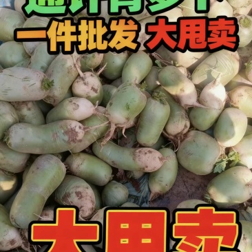 【河南萝卜】开封青萝卜/对接工厂全网商超/电商团购大甩卖
