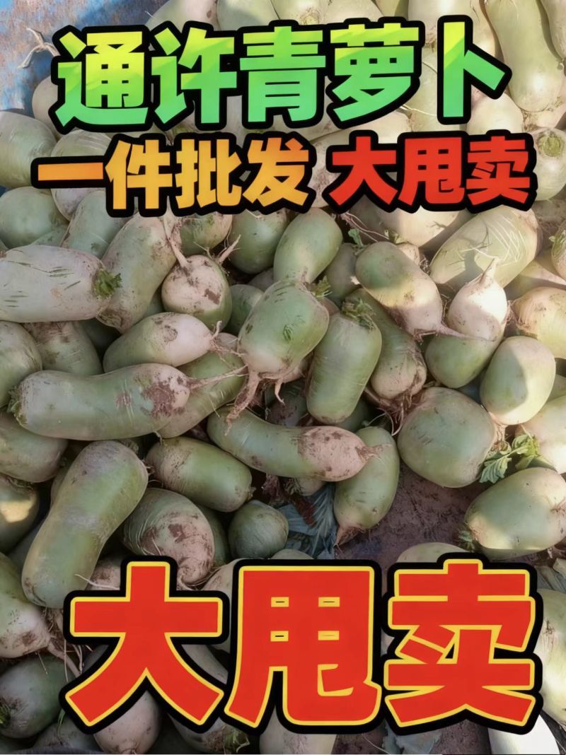 【河南萝卜】开封青萝卜/对接工厂全网商超/电商团购大甩卖