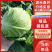 精品圆甘蓝，颜色翠绿，包装美观，价格优美，货源充足！