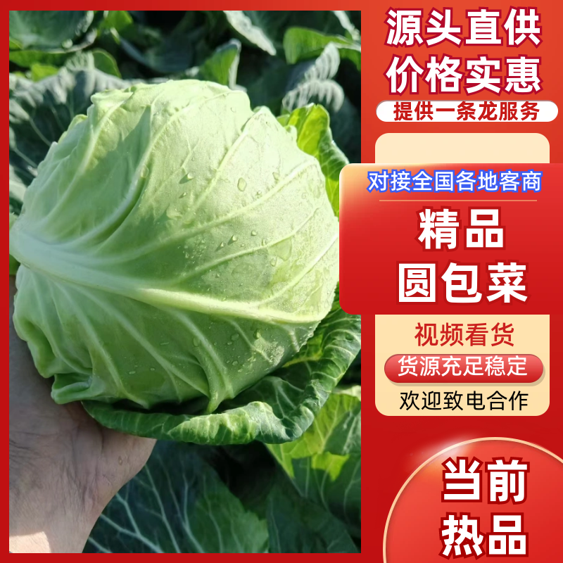 精品圆甘蓝，颜色翠绿，包装美观，价格优美，货源充足！