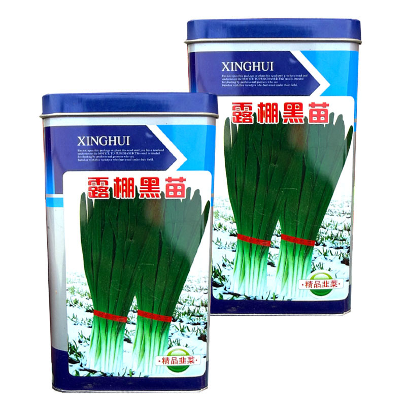 露棚黑苗韭菜种子抗病抗热耐寒不干尖分蘖力强大田基地种植