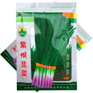 紫根韭菜种子抗病抗寒休眠期短春季萌发早大田基地种植