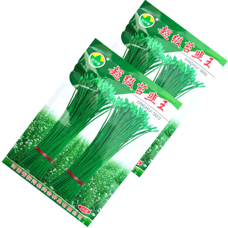 超级苔韭王韭苔种子抗病抗寒苔粗割青韭抽苔双型韭菜种籽