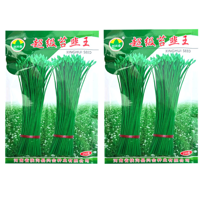 超级苔韭王韭苔种子抗病抗寒苔粗割青韭抽苔双型韭菜种籽