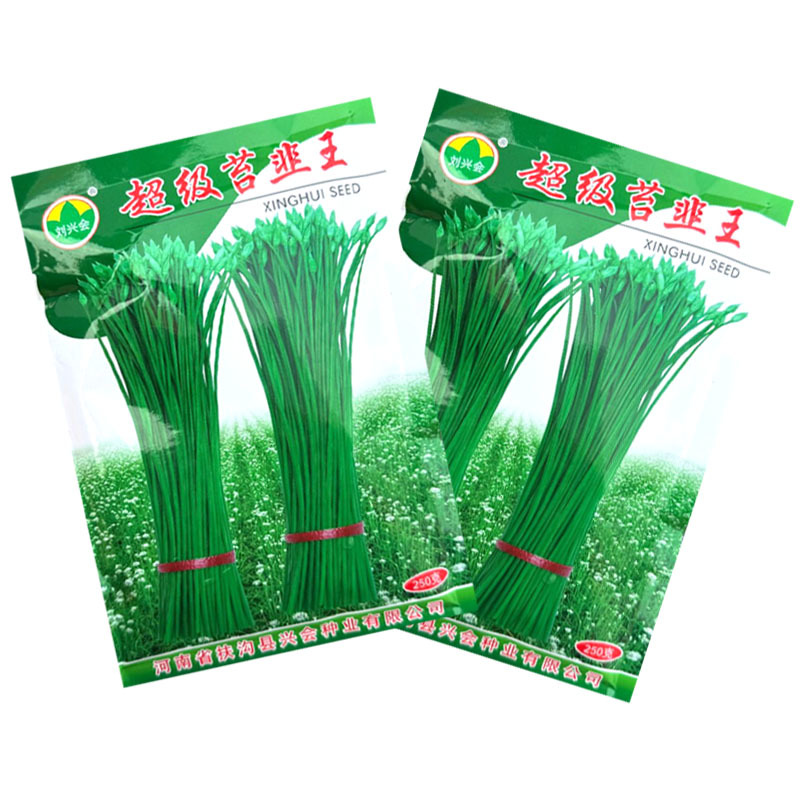 超级苔韭王韭苔种子抗病抗寒苔粗割青韭抽苔双型韭菜种籽