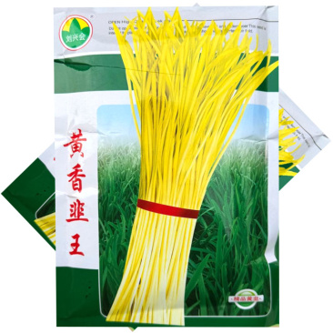 黄香韭王韭黄种子味鲜脆香耐寒耐高温分蘖力强茎粗抗倒伏