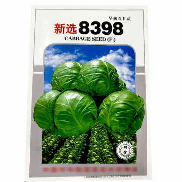 8398甘蓝种子叶质脆嫩圆球形叶球紧实抗烧心基地种