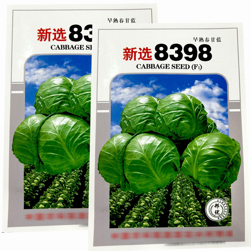 8398甘蓝种子叶质脆嫩圆球形叶球紧实抗烧心基地种