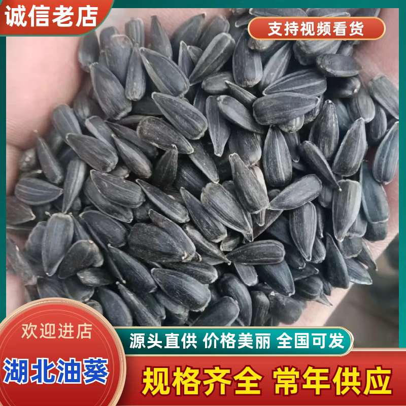 《油葵》河北葵花/出油率高/常年供应/价格可以商议