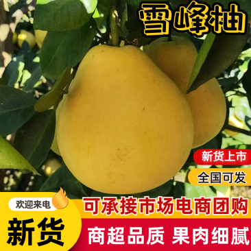 梵净山雪峰柚汁多味美产地直销量大从优可视频看货对接全国