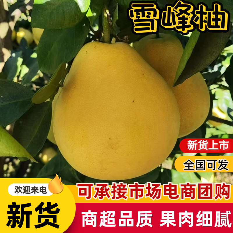 梵净山雪峰柚汁多味美产地直销量大从优可视频看货对接全国