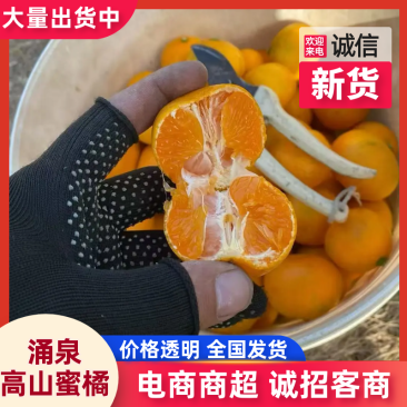 浙江涌泉高山蜜桔自家果园现摘现发对接商超批发价格可谈