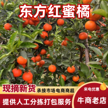 广西东方红四季红种植户一手货源代发全国