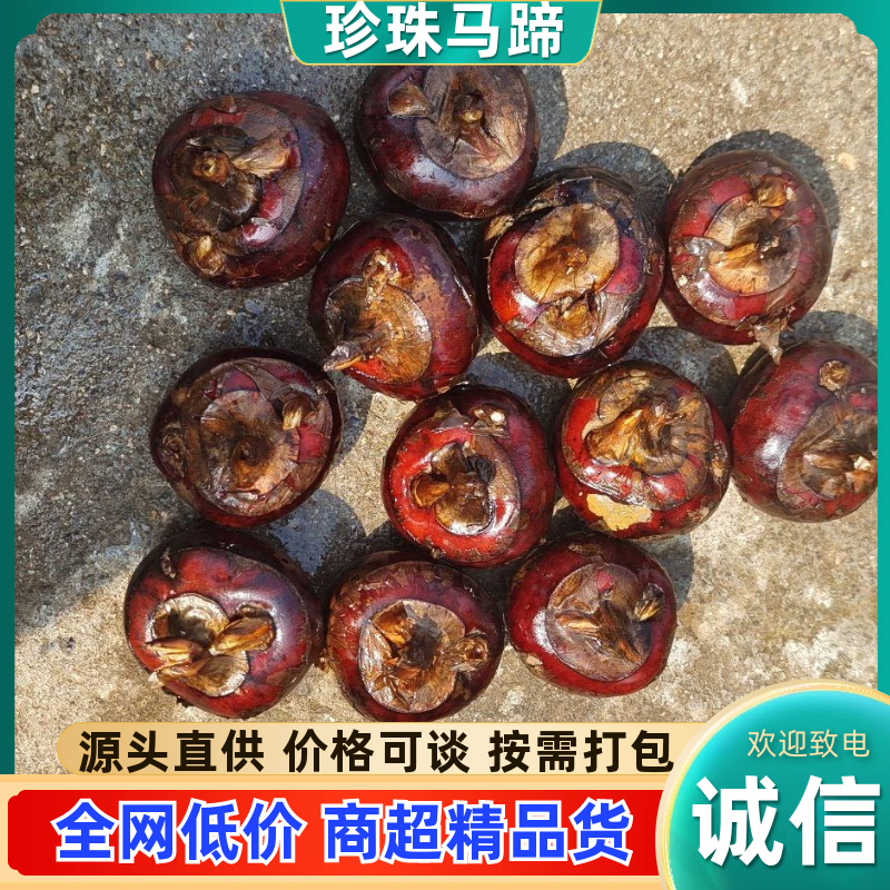 广西精品珍珠马蹄/一手货源/产地直发/代发全国商超电商