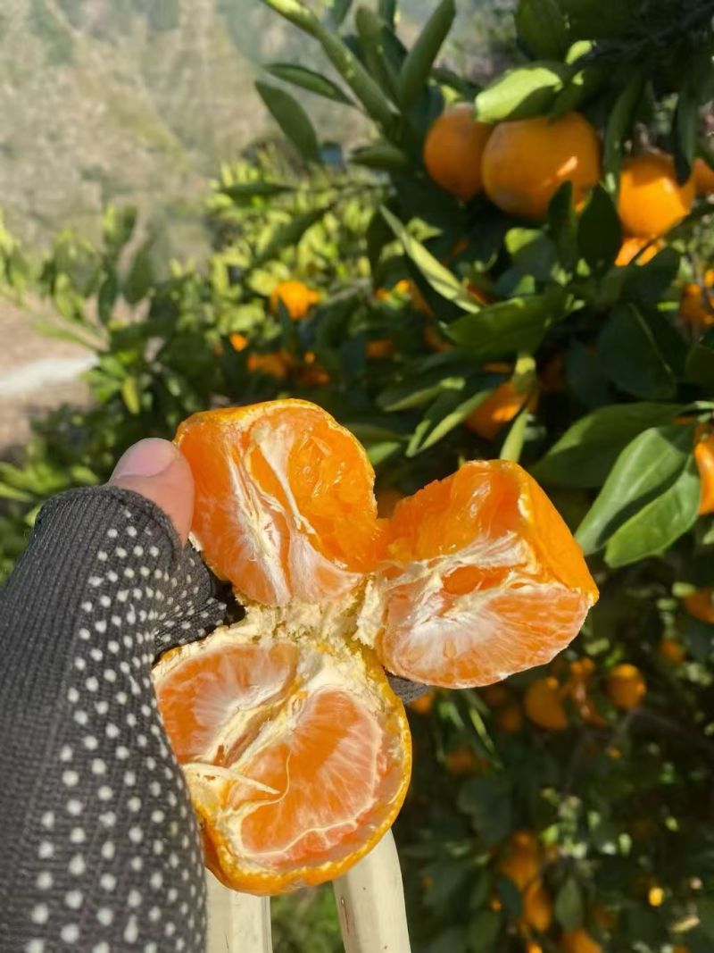 浙江涌泉蜜橘现摘现发皮薄肉嫩品质保证对接商超批发