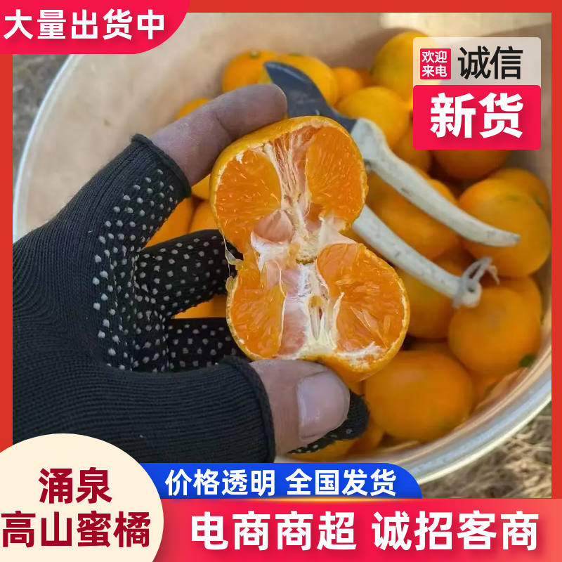 浙江涌泉蜜橘现摘现发皮薄肉嫩品质保证对接商超批发