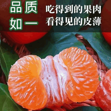 陕西城固蜜桔可以现场看货视频看货满意为止全国接单甜度好水