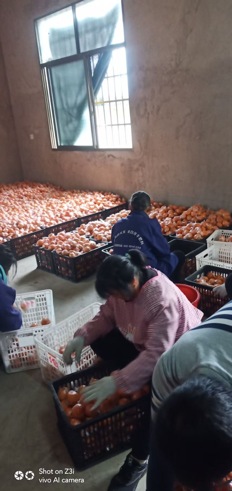 湖南湘西椪柑果大味甜原产地直供量大价优欢迎咨询合作