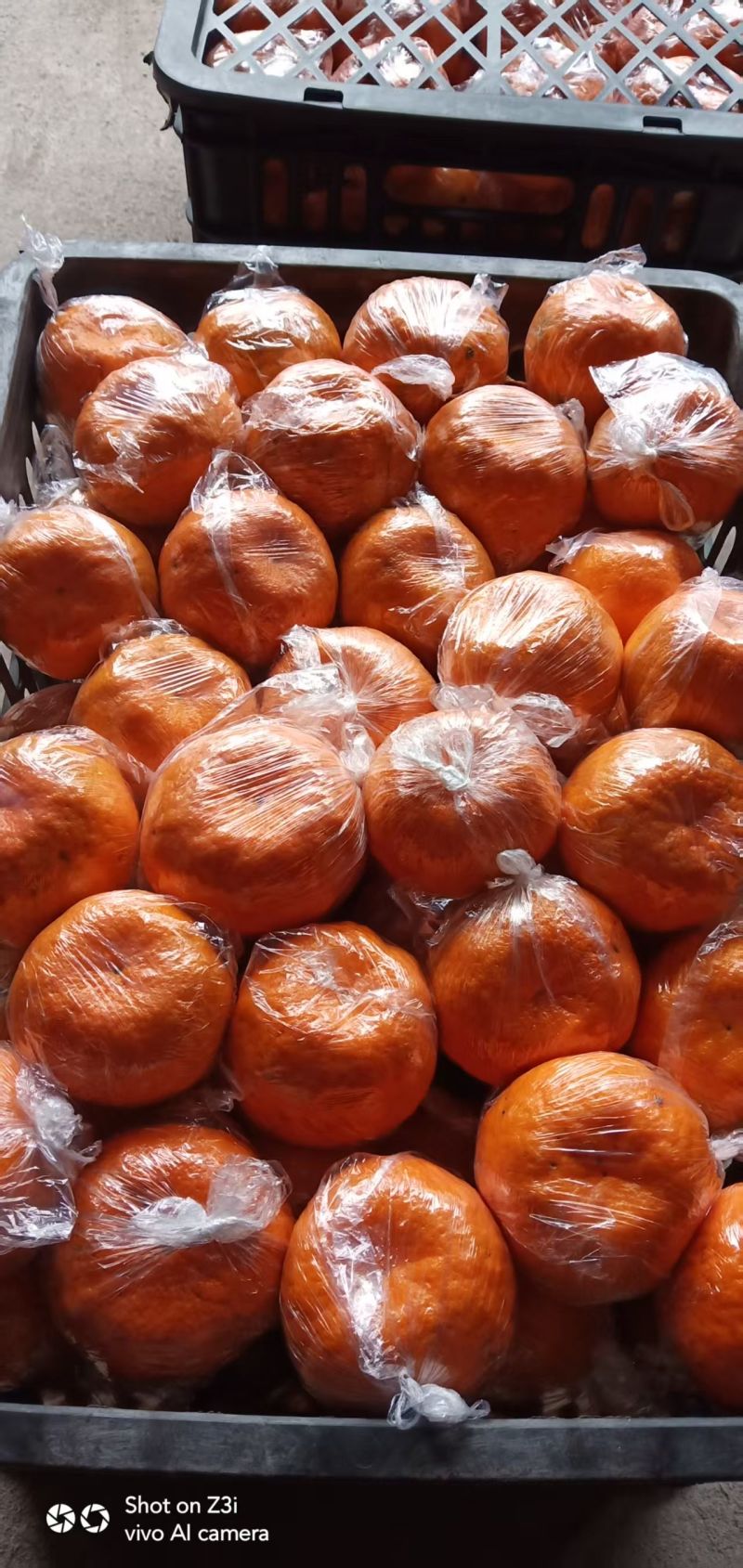 湖南湘西椪柑果大味甜原产地直供量大价优欢迎咨询合作