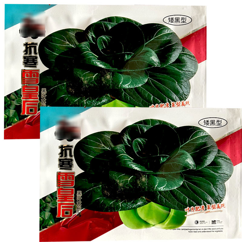 抗寒雪皇后大头苏州青种子特矮颗束腰青梗菜软糯肥厚油亮苏州